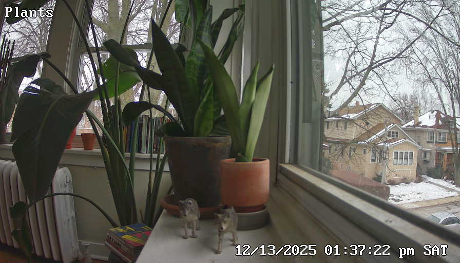 Latest plant camera frame